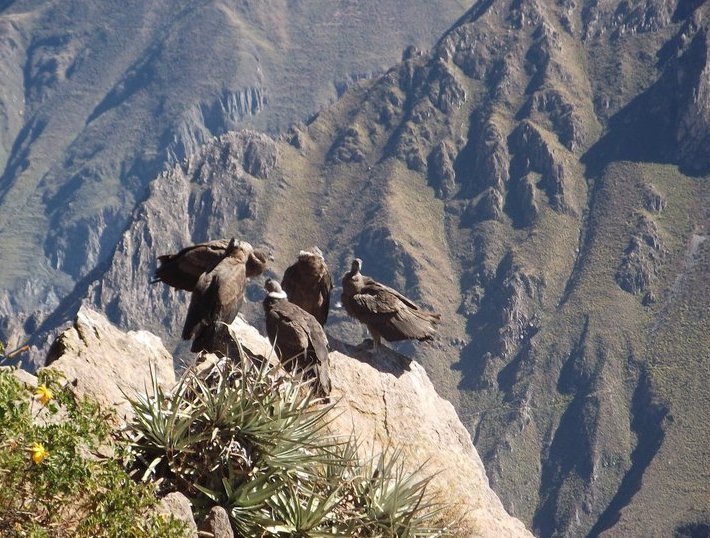 Colca Canyon Peru 