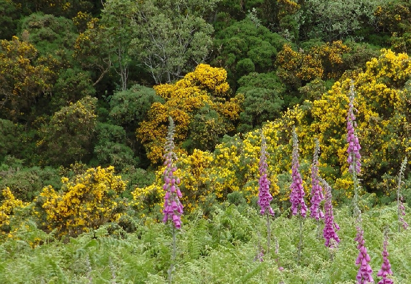 Photo Touring Scotland by car 