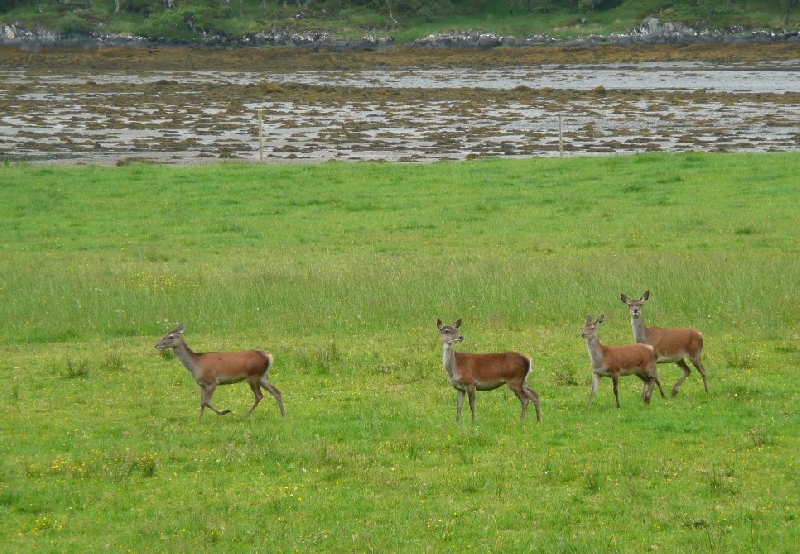 Photo Touring Scotland by car 