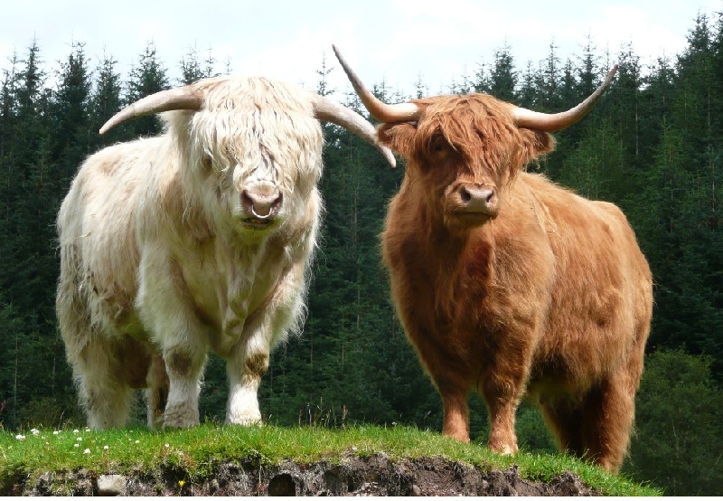 Scotland United Kingdom 