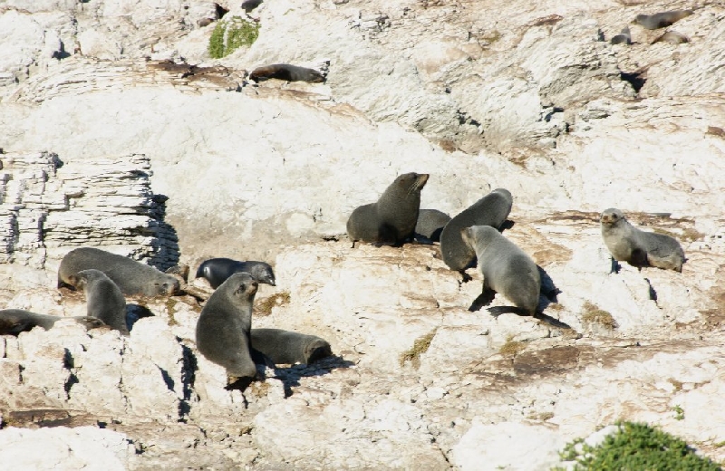 Kaikoura New Zealand 