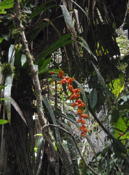 Salento Colombia 