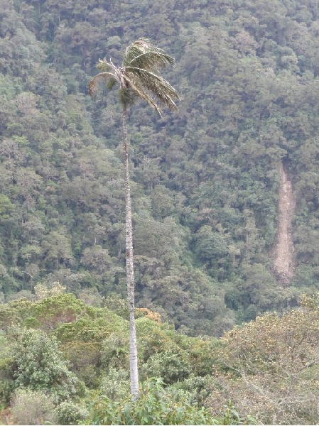 Photo Hostel in Salento Colombia 