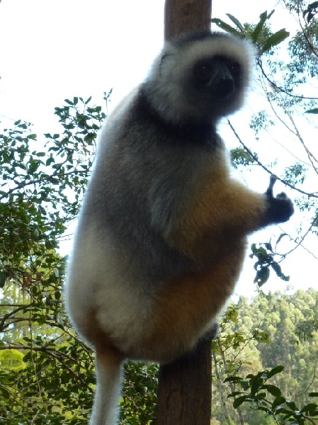 Ankarana Madagascar 