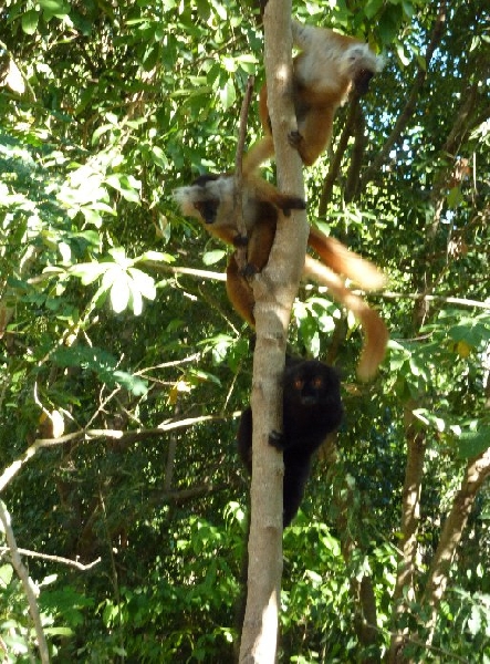 Ankarana Madagascar 