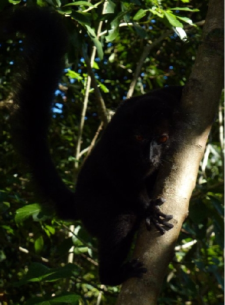 Ankarana Madagascar 