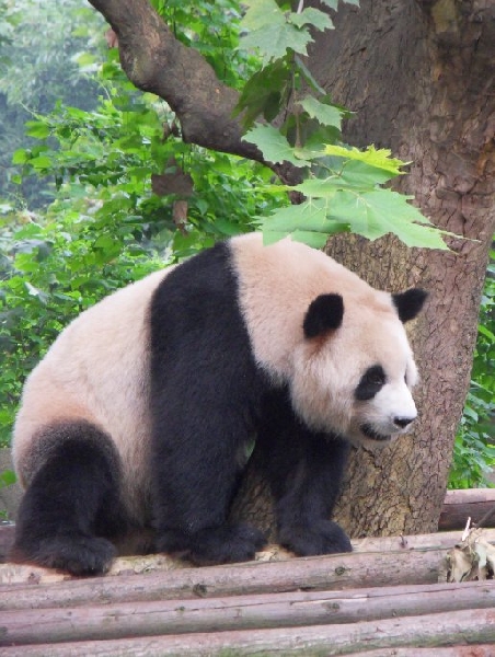 Visit Chengdu Panda Reserve China Picture gallery