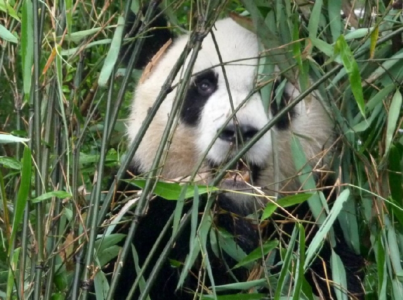 Visit Chengdu Panda Reserve China Blog Experience
