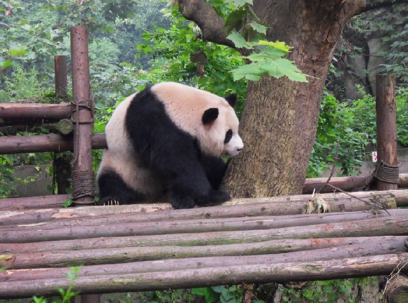   Chengdu China Vacation Tips