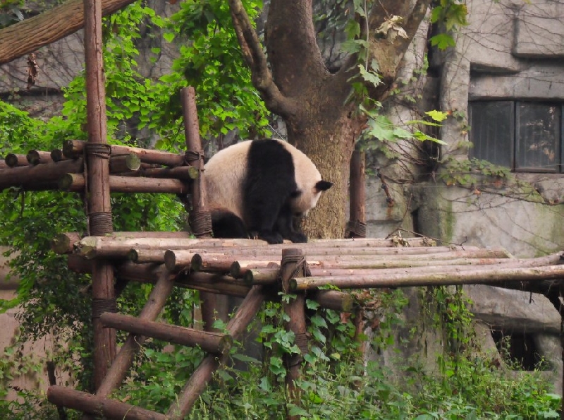 Visit Chengdu Panda Reserve China Holiday