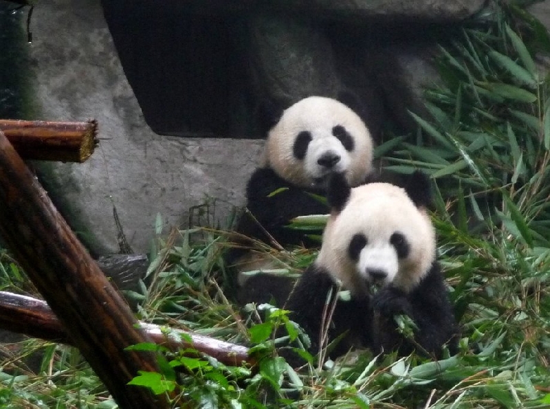 Visit Chengdu Panda Reserve China Travel Package