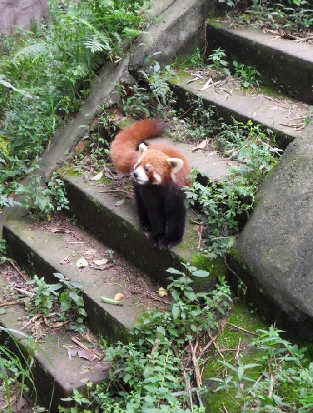 Photo Visit Chengdu Panda Reserve China 