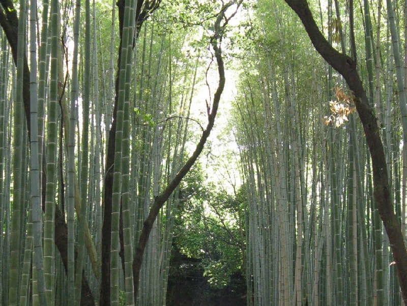 Kyoto Japan 