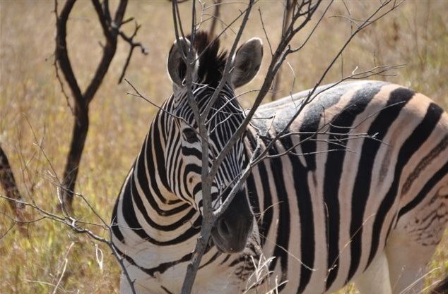 KwaZulu-Natal South Africa Safari Diary Picture