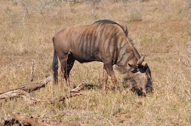 KwaZulu-Natal South Africa Safari Experience