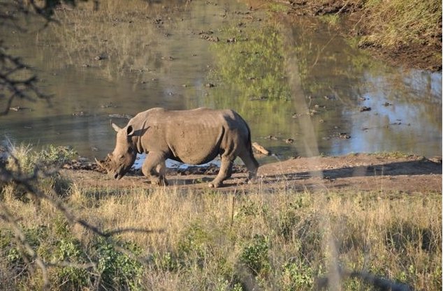 KwaZulu-Natal South Africa Safari Photography