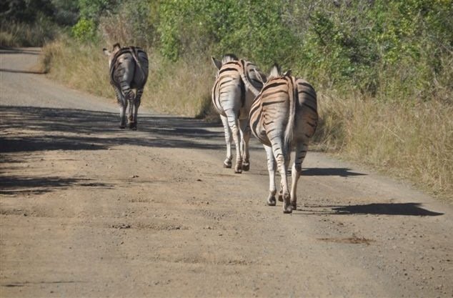 Photo KwaZulu-Natal South Africa Safari 