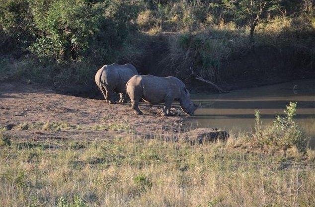 KwaZulu-Natal South Africa Safari Photo