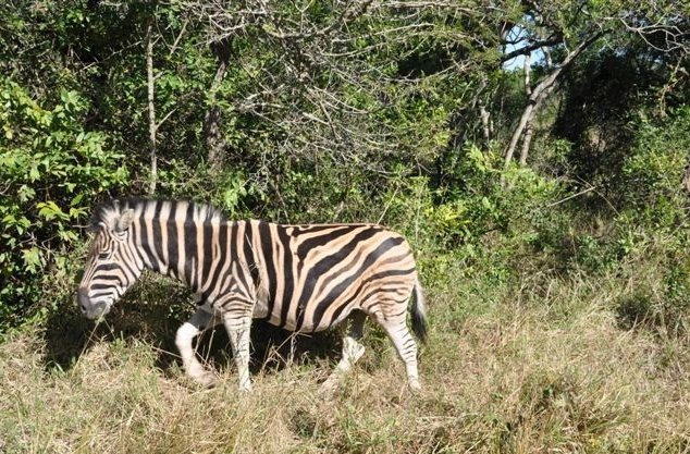 KwaZulu-Natal South Africa 