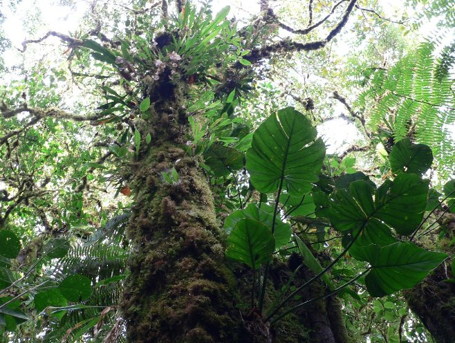 Costa Rica Trekking Monteverde Holiday Sharing