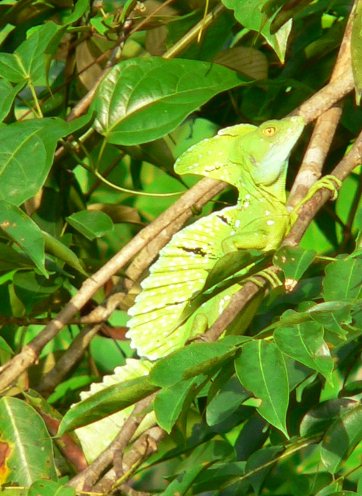 Monteverde Costa Rica 