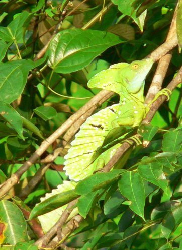 Costa Rica Trekking Monteverde Album Sharing