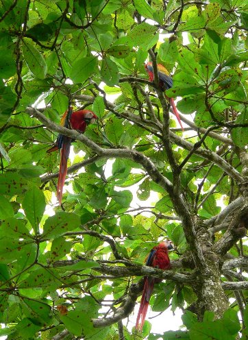 Photo Costa Rica Trekking 