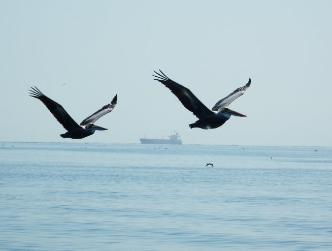 Paracas Peru 