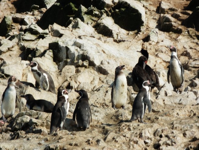 Paracas Peru 