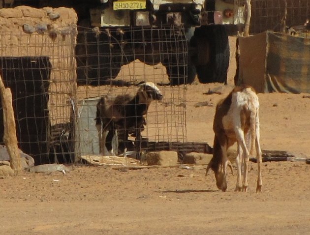 Dakhla Western Sahara Desert Tour Holiday Photos