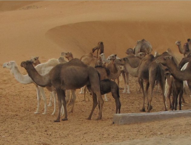 Dakhla Western Sahara Desert Tour Diary Information