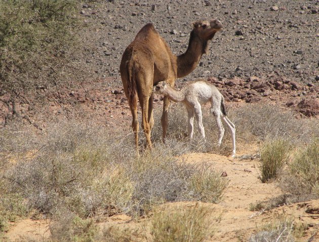 Dakhla Western Sahara Desert Tour Travel Tips