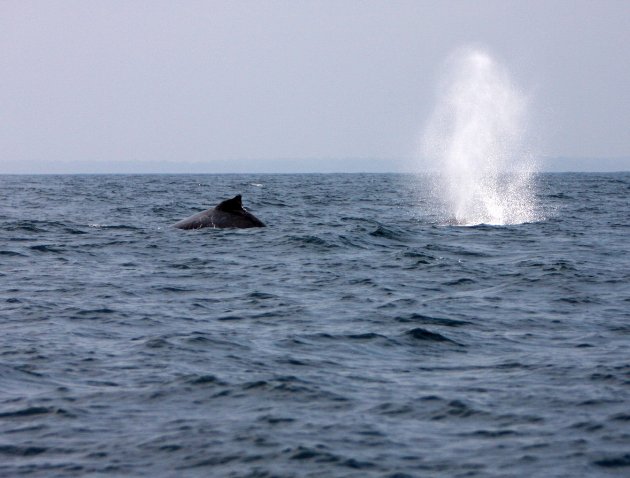 Photo Evengue Island Lodge Gabon 