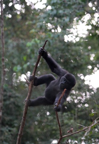 Photo Evengue Island Lodge Gabon 