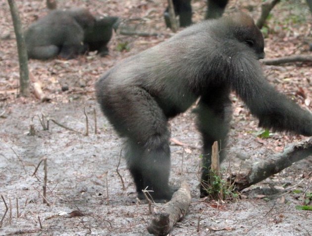 Evengue Island Lodge Gabon Omboue Travel Review