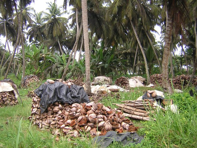 Assinie-Mafia Cote d'Ivoire 