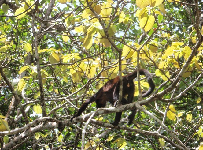 Backpacking in Costa Rica Cahuita Vacation Picture