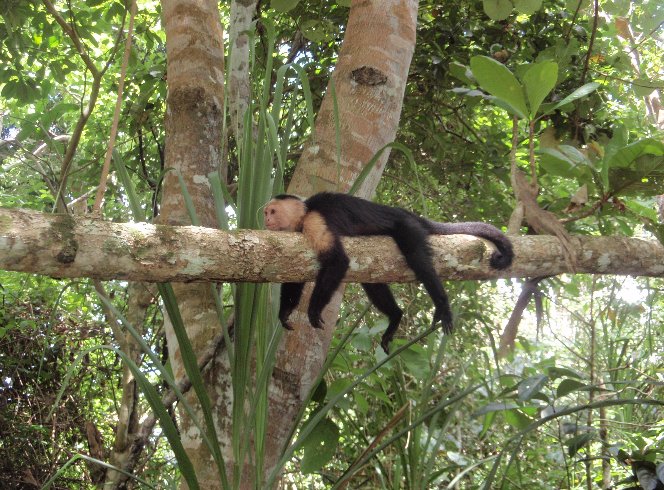   Cahuita Costa Rica Travel Tips