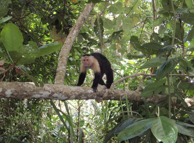 Backpacking in Costa Rica Cahuita Holiday Adventure