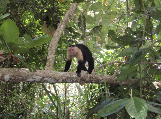 Backpacking in Costa Rica Cahuita Holiday Adventure