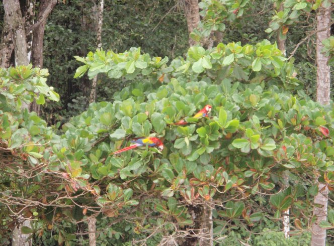 Puerto Jimenez Costa Rica  