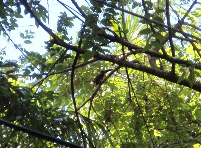 Manuel Antonio National Park and Beaches Quepos Costa Rica Trip Photo