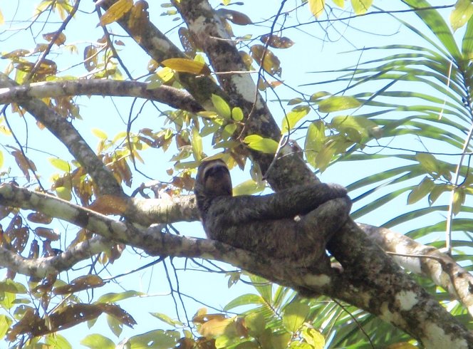 Manuel Antonio National Park and Beaches Quepos Costa Rica Travel Album