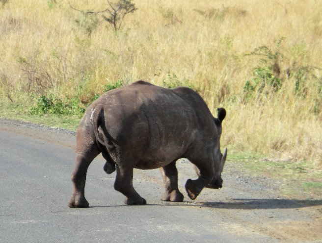 Kruger National Park South Africa Diary Photo