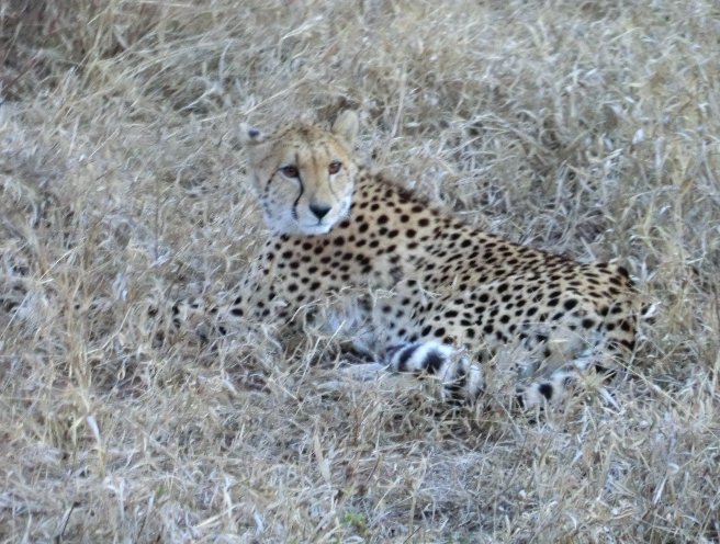 Kruger National Park South Africa 