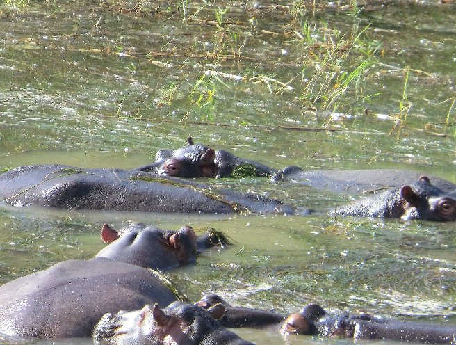 Kruger National Park South Africa 