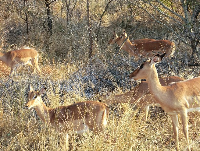 Kruger National Park South Africa Information