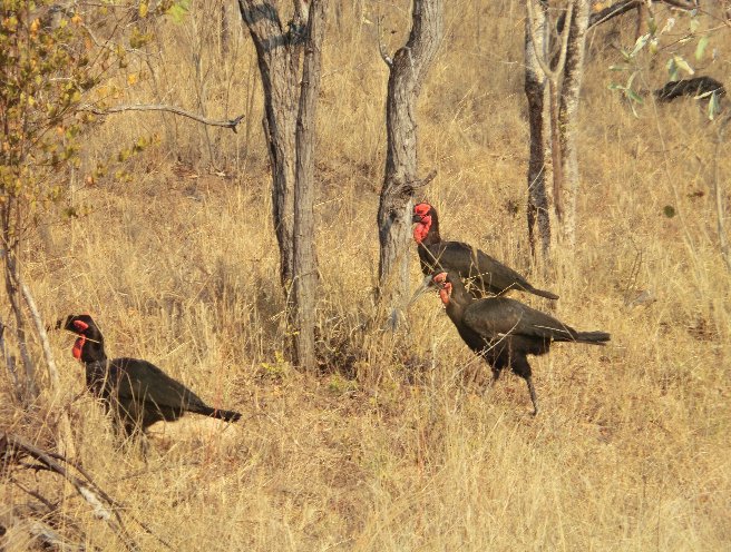 Kruger National Park South Africa Picture Sharing