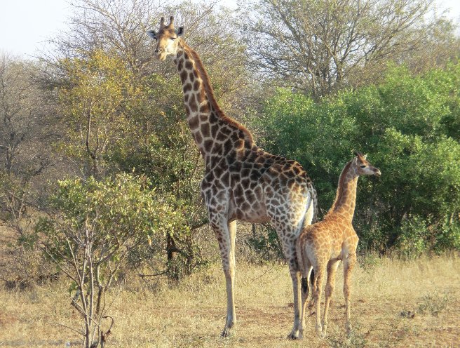   Kruger National Park South Africa Review Picture