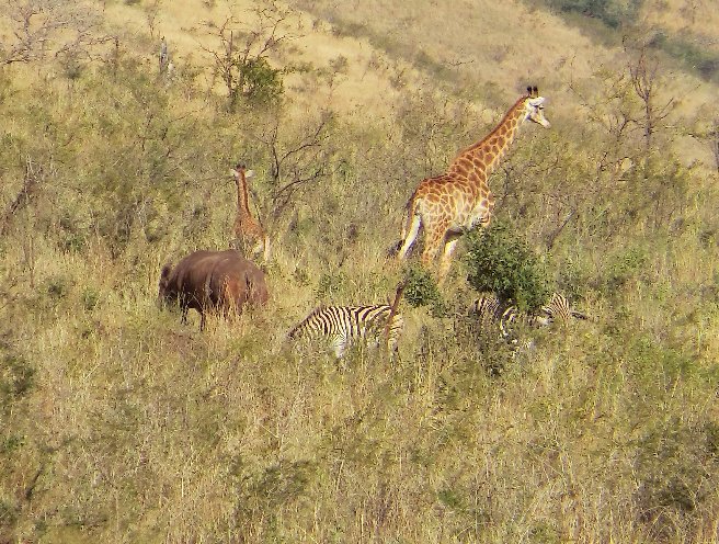 Kruger National Park South Africa 